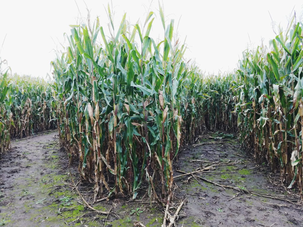 Schusters corn maze