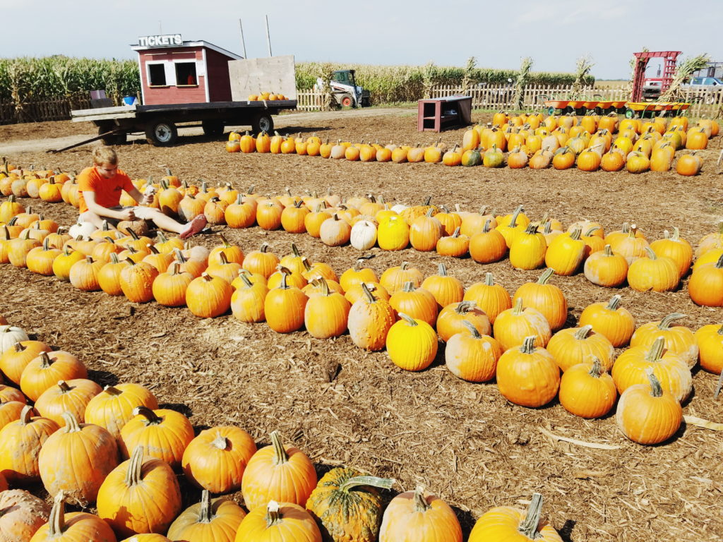 fall pumpkins at schusters farm