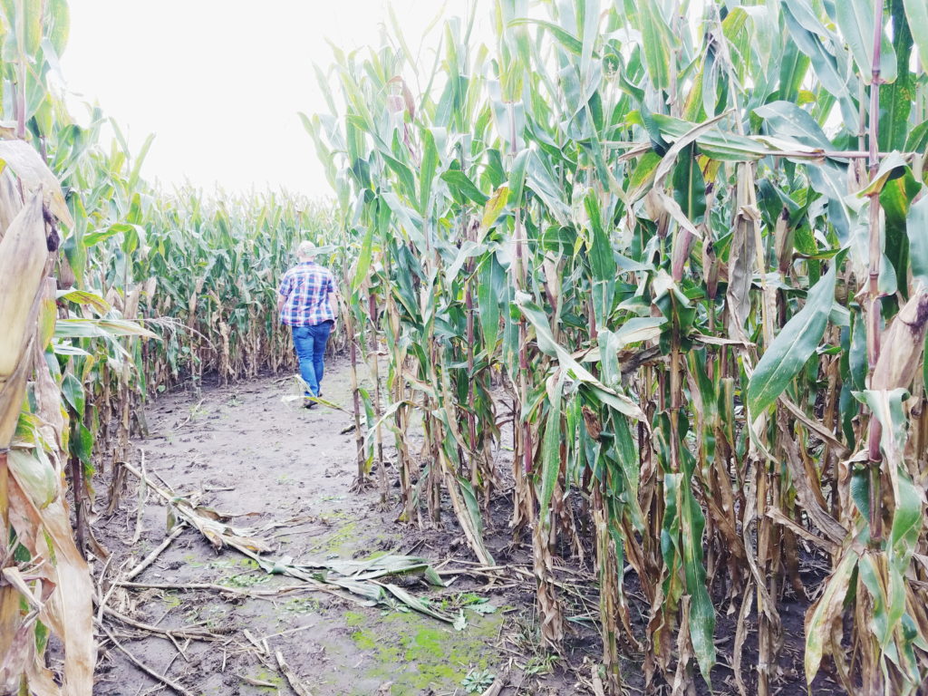 getting lost in a corn maze